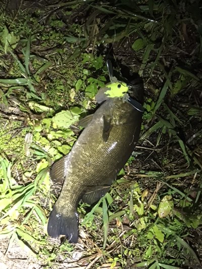 ジミーの釣道楽 雷魚ポイント開拓からのナマズ釣り