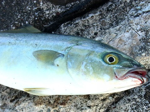 kfahimo2z7xfppbywfjx_480_480-52f61d82.jpg
