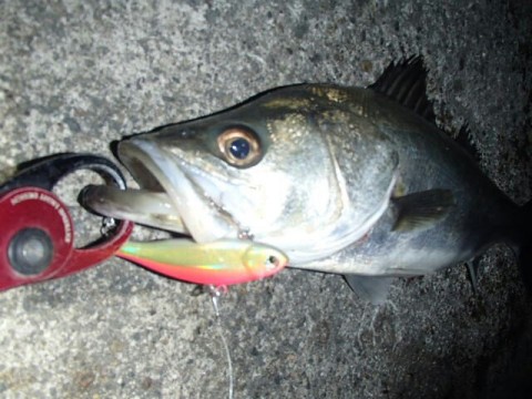 kfhigsv5vj9u8jo7j6ew_640_480-b4394b06.jpg