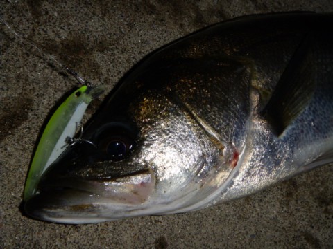 kfrwx49gbt2dpshngng8_480_480-67c4cfc9.jpg