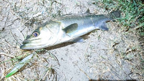 kgvdaaty8wgibdnki6j6_480_480-3c2b3255.jpg