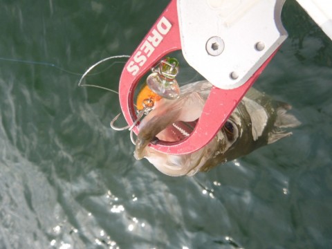 khesw8opw49wg9pvaak3_480_480-bb1e9890.jpg