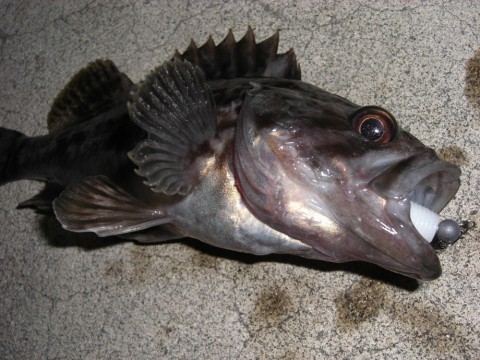 khwrpswczjdhdzawnxgv_480_480-4393660e.jpg