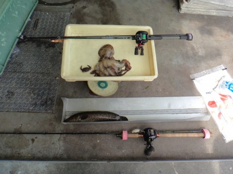 kigpfobbye5tef4iwboi_480_480-c773ff04.jpg