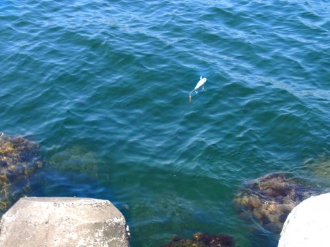 kihb44zbvzo6dnt2hvkm_480_480-fbe01c94.jpg