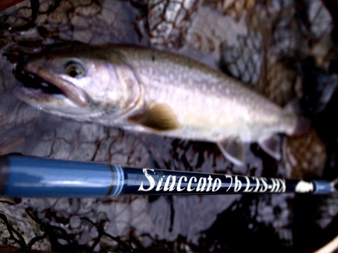 kizmmj79bwrvdtyd722d_480_480-0b7c6d50.jpg