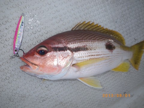kj73j8x5jm8psunnpbt3_480_480-3d8b2821.jpg