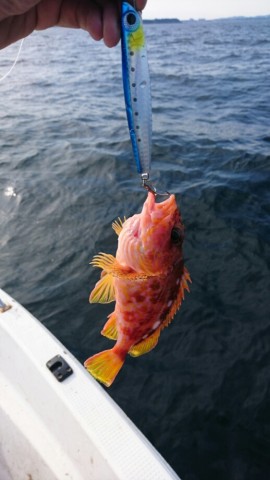 kjwb98tytgdae72m4b3o_518_920-0fe0cb6c.jpg