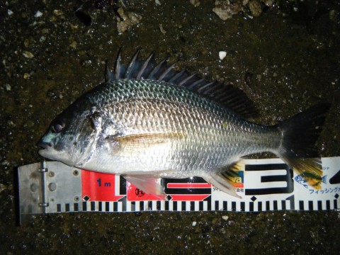 kjzkur63xko4svfgca4f_480_480-f304f9dc.jpg