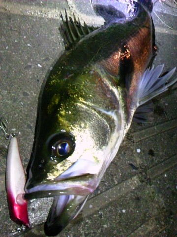 kkcazsh3r6o5uk3jbda6_480_480-7f5027cb.jpg