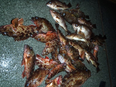 kkce56o9aejp3jnwxa2u_480_480-db6809bf.jpg