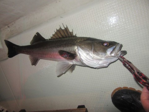 kkearyh7eyswvfnwjis4_480_480-6508bbf9.jpg
