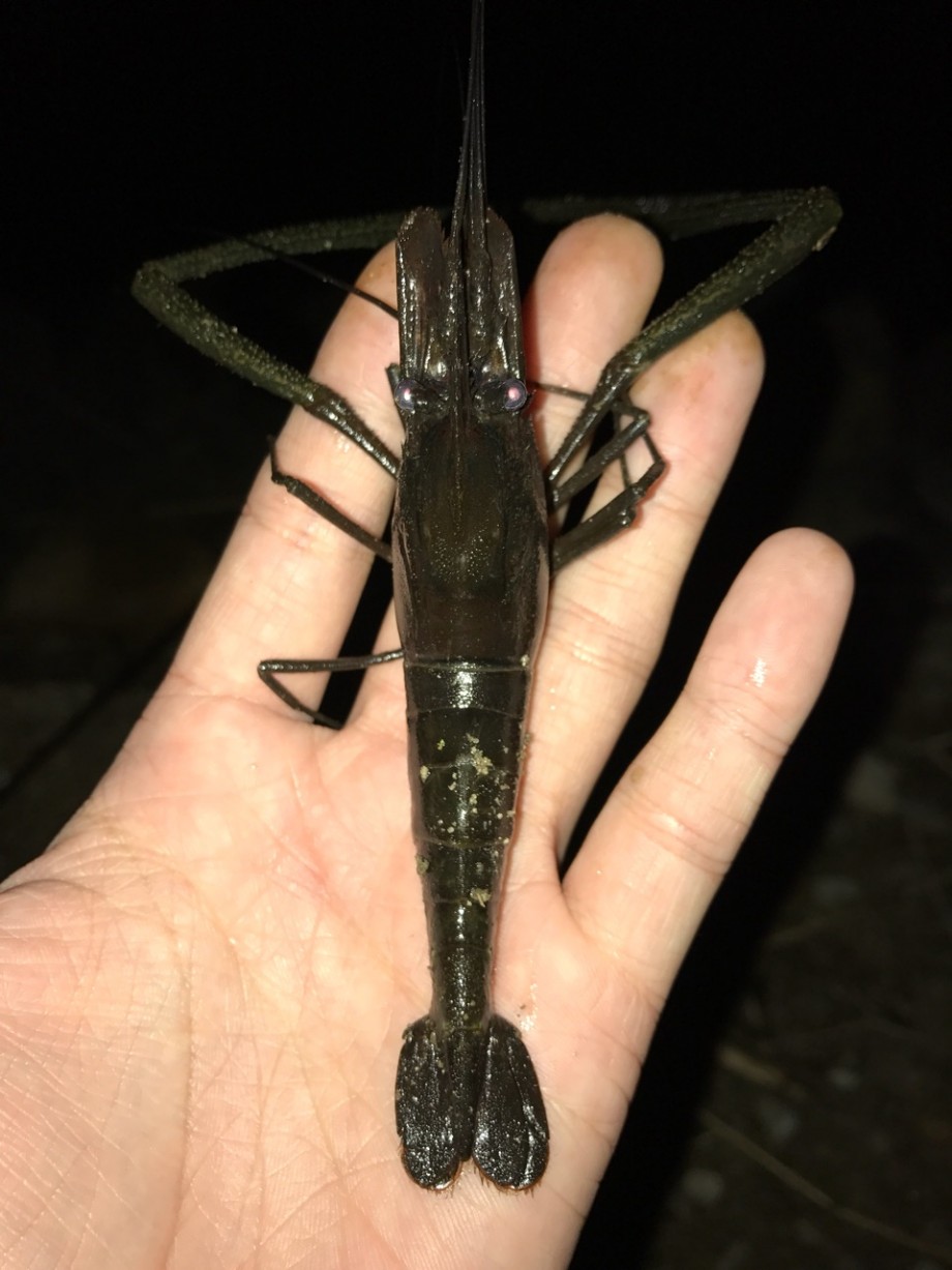 のはるん日記 宮城のテナガエビ釣り のはるん日記 宮城のテナガエビ釣り