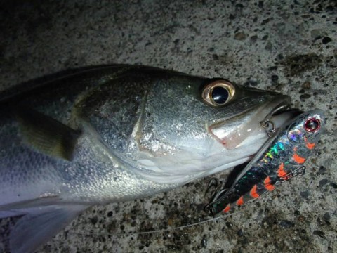 kkyti2ox89tmzf4rj3sa_640_480-eed90137.jpg