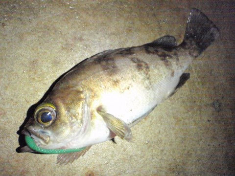 kmgowph7acykxc55z4ep_480_480-0b767e36.jpg