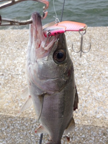 kms5okoocaxeohe74jx8_690_920-f9663bc1.jpg