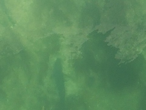 kmxmcxknbvumnisxcdnt_480_480-fde86c73.jpg