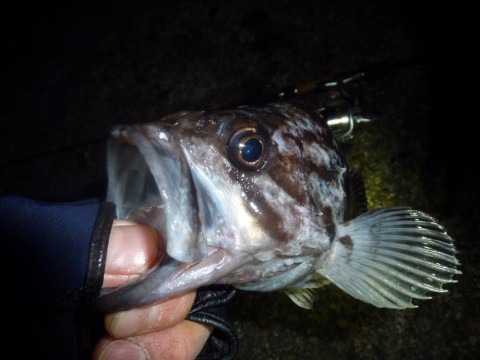 knizkf72g8kfwwr4rgv7_480_480-78c57ada.jpg