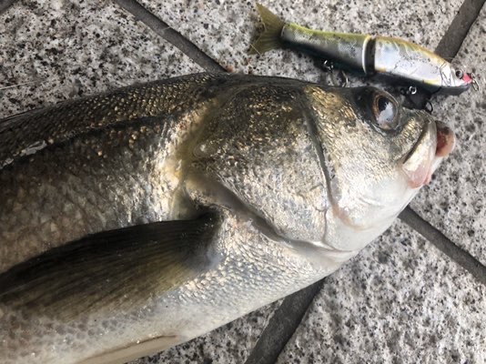 Fishingwars Fimo 湘南河川とビッグベイトシーバス