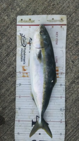 koeojib65bbcoxzkx6ha_480_480-af9da61d.jpg