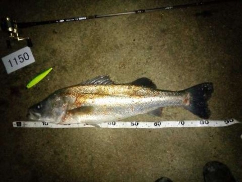 koi5m9fx92xb4upkvo2o_480_480-98969dcb.jpg
