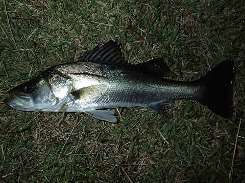 koi78wkyzoo9ex8v2jjo-66b84f2d.jpg