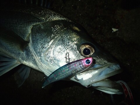 kokb5xovrkg6cs5tt28t_480_360-6d3e041b.jpg