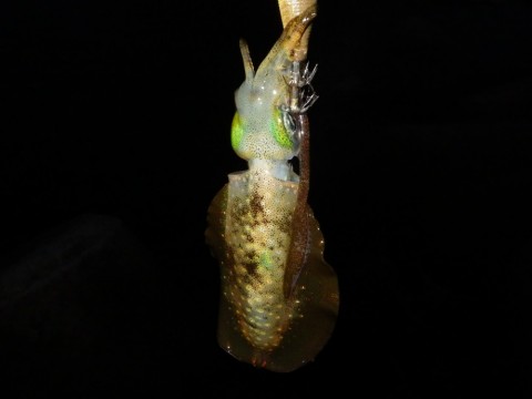 kovn7ejitrck7js4uppi_480_480-89290026.jpg