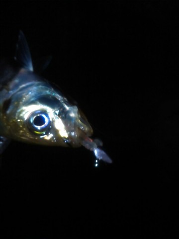kpcsvnwmvwbirg76b25v_480_480-e064e233.jpg