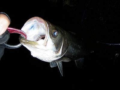 kpd2apyvu5m6dx2muusj-6e82fed8.jpg