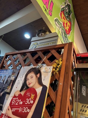 kphbrbt5xhs3pongt57b_480_480-d2b74a47.jpg