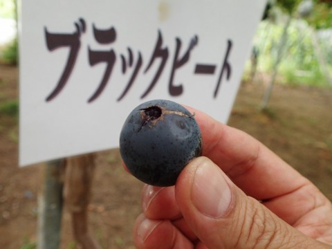 kptrmfpr4zughbs55yju_480_480-83e14888.jpg