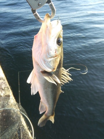krh5i6u29nfeui763258_480_480-103fa8e3.jpg