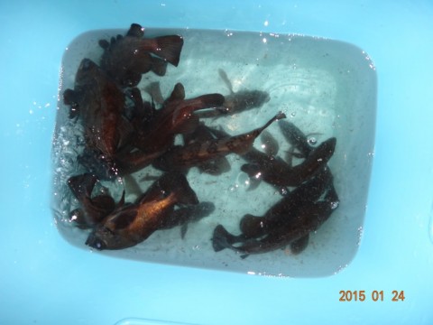 krjmhpyknkemxfvu8ysc_480_480-87ff879d.jpg