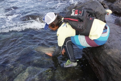 krnngkikygfwppv235dp_480_480-4cc73f86.jpg