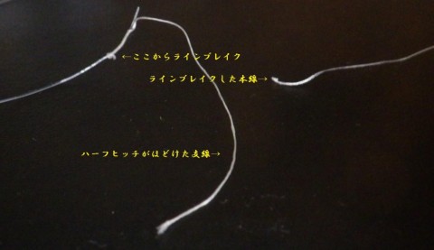 krrxea9399a29rz9ku2o_480_480-de07d9c4.jpg