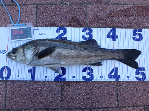 ガン吉30g