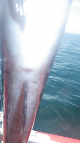 krvta3dtmjymsrgptoxz_480_480-4283e750.jpg