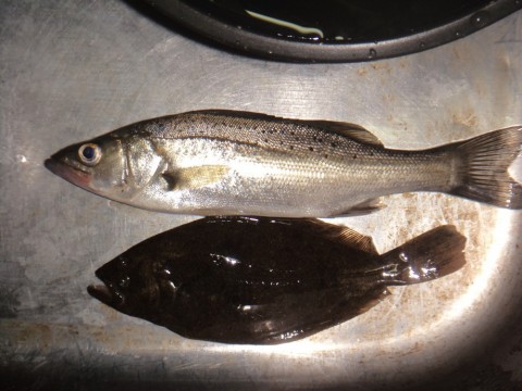 krw38hs2c7krfxgzx444_480_480-4043ab52.jpg