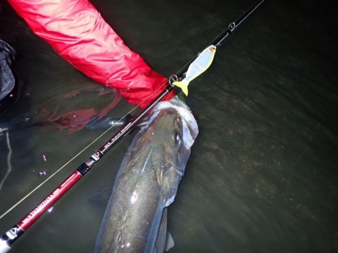 BRIST VENDAVAL8.9Mで釣ったシーバス/アングラー:FishmanAUX 木村匠