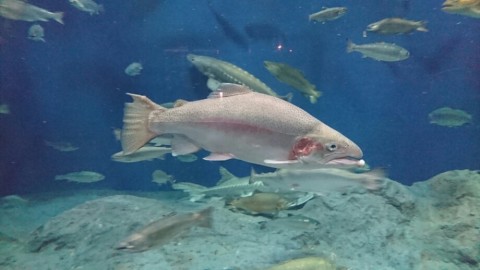 kscf5726z7msveocsuvo_920_518-27be0cf5.jpg