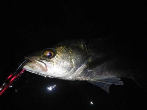 kscjy8p97nwnrvmrfsi4_480_480-57206348.jpg