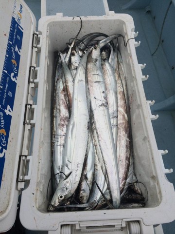 ksii98owe3tkkhaunu6e_480_480-e12c2c45.jpg
