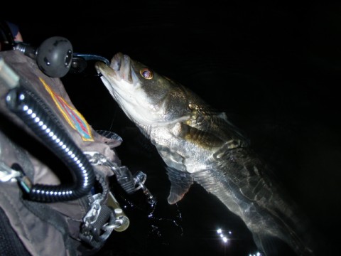 kuaey4h2bp7snsmauy57_480_480-097b8b1c.jpg