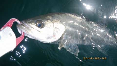 kunisrvuh9wtnn94n7zy_480_480-3c7eff07.jpg