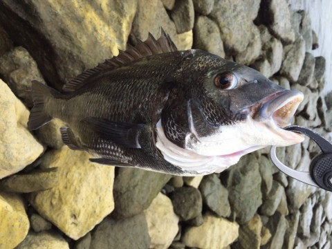 kunwncr2d5gwj35oy9zb_480_480-392e6e64.jpg