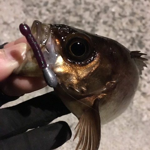 kuydu4xt5uni25eteb32-83324e50.jpg