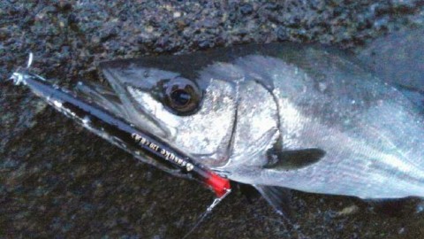 kwa9ypfj8xnbz2tg8m7z_480_480-1a4b4960.jpg