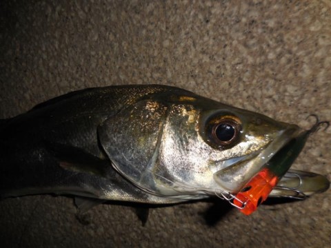 kwesh5s6kjsfwxr3e9pk_480_480-d7af834a.jpg