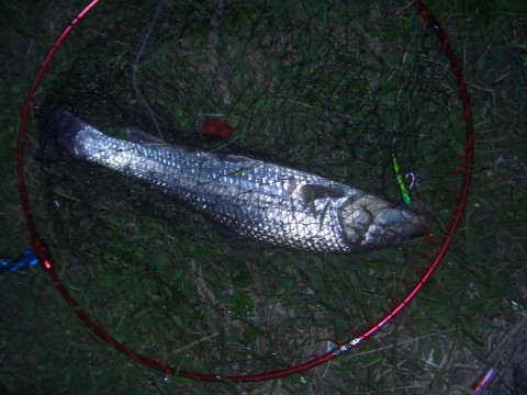 kwng6txhn258y63m9245_480_480-031283dd.jpg